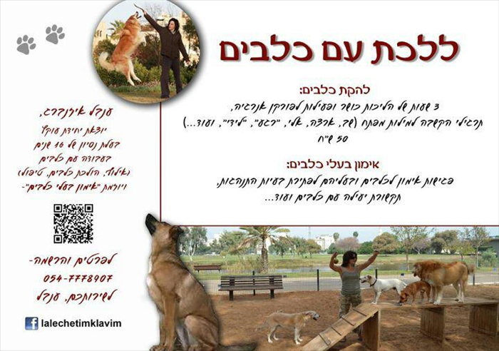 איך לאלף כלב לפקודות בסיסיות