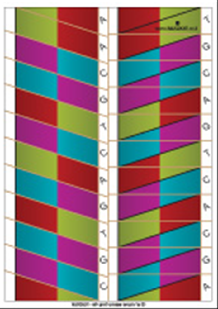 אוריגמי DNA