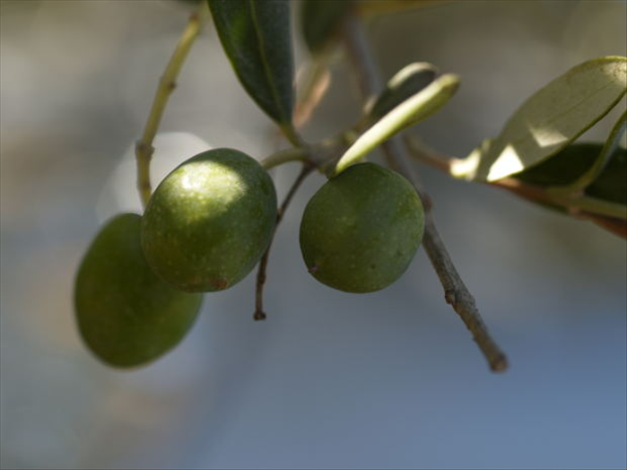איך כובשים זיתים