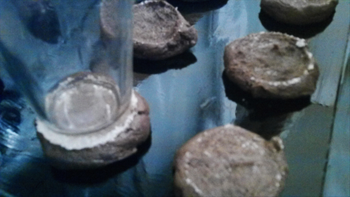 Step 6