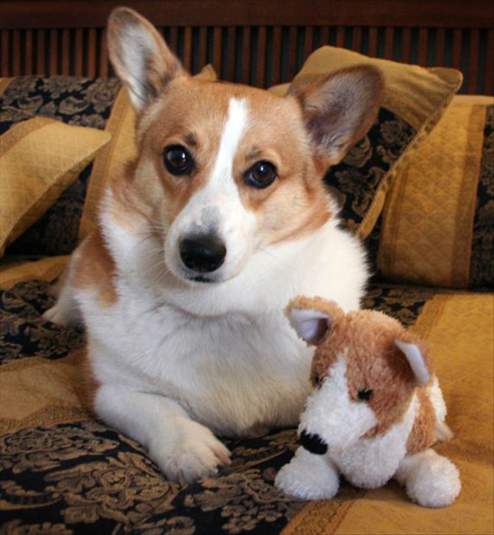 How to Stop Your Dog From Peeing in the House: A Comprehensive Training Guide